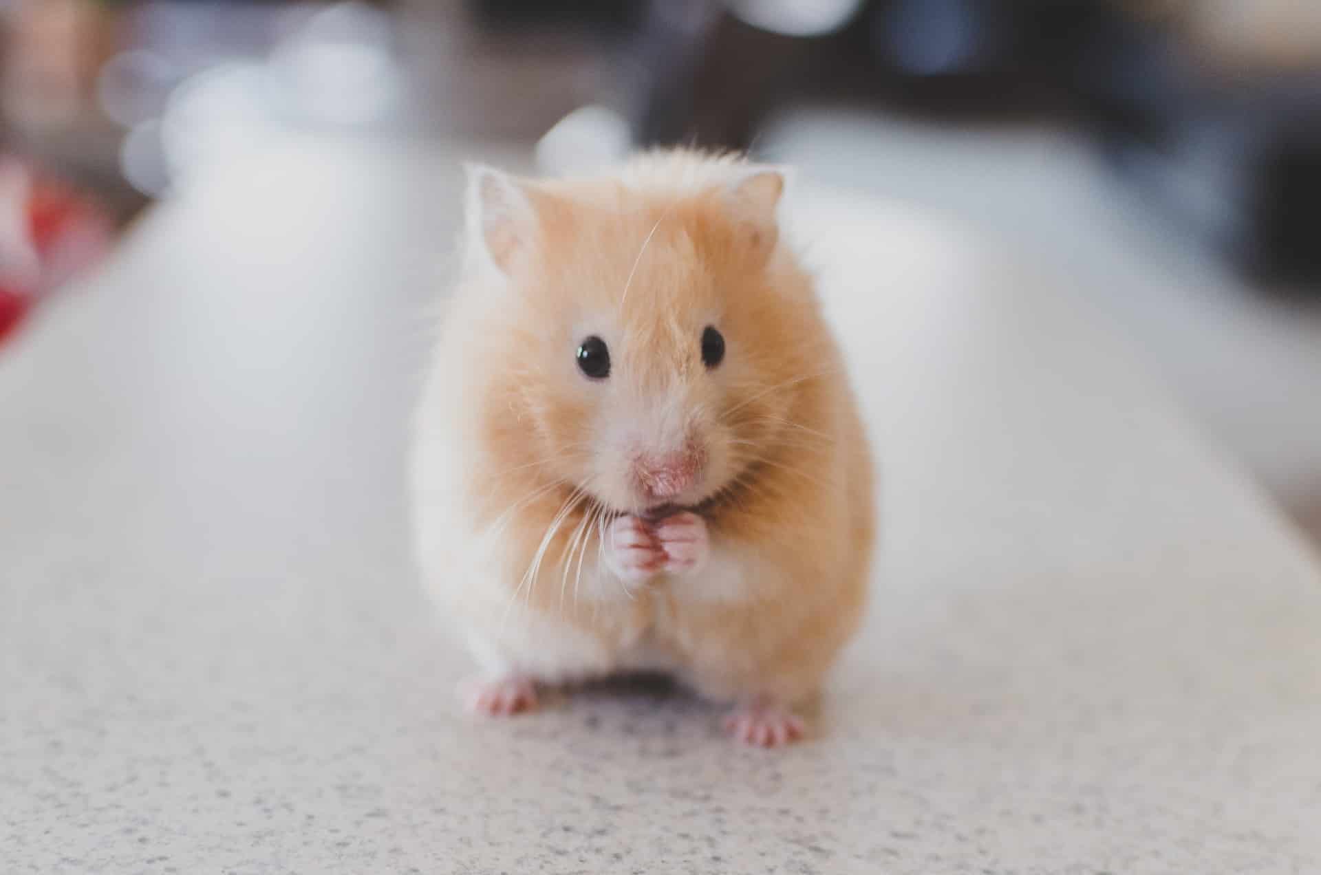 Combien De Temps Un Hamster Peut Vivre Sans Manger ▷ Hamster doré (ou syrien) 🐹 - Guide complet du 2023