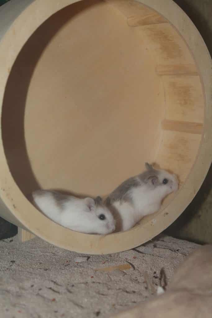 couple Hamster roborovski rongeur