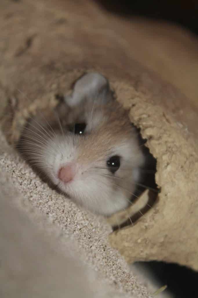 Visage mignon hamster roborovski dans un trou