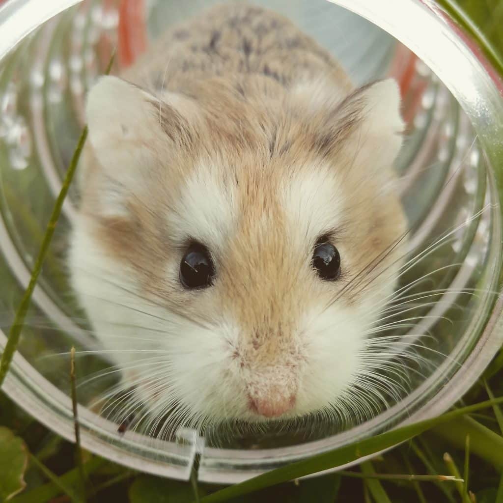 Visage hamster roborovski dans tube tuyau tunnel