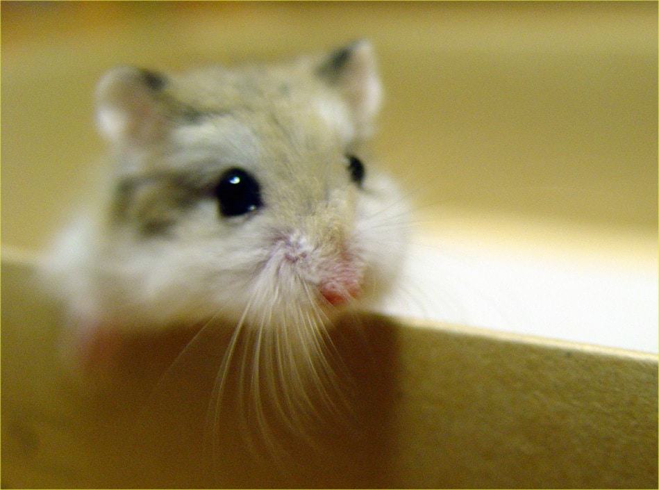 Hamster de roborovski visage