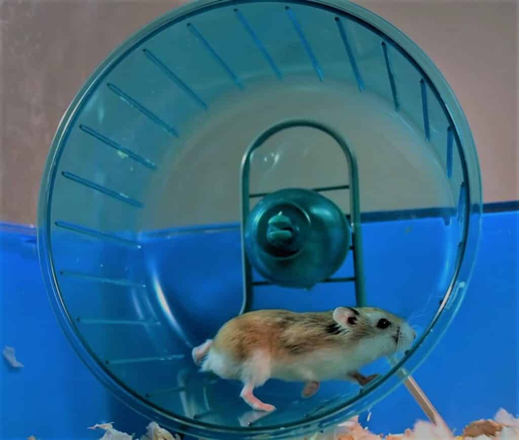 roue pour hamster